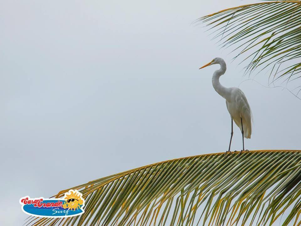 Hotel Casa Grande Surf Guachaca Zewnętrze zdjęcie
